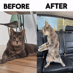 Turn Your Pet Into a Dancer On His Way To The Park!