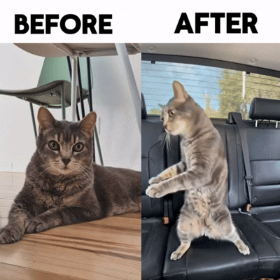 Turn Your Pet Into a Dancer On His Way To The Park!