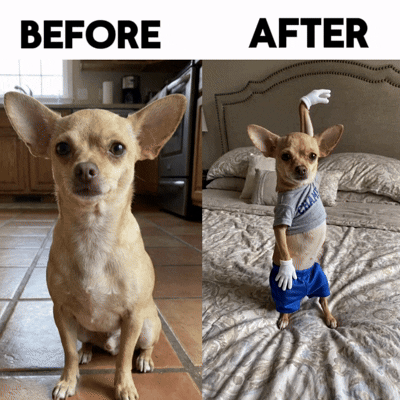 You Can't Touch This Dancing Pet