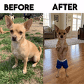 Turn Your Pet Into a Boxing Champ!