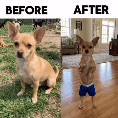 Turn Your Pet Into a Boxing Champ!