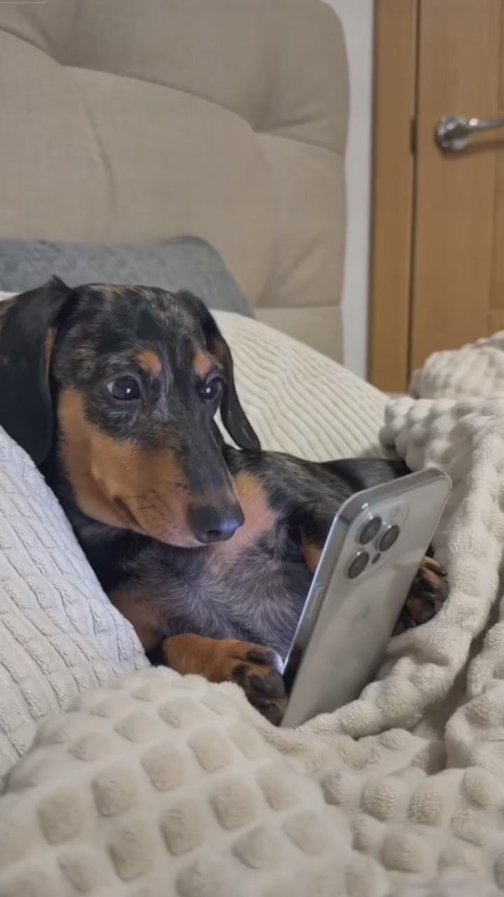 Pet Gets Caught Scrolling Past Bedtime By YOU