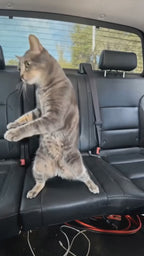 Turn Your Pet Into a Dancer On His Way To The Park!