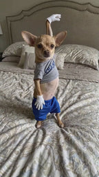 You Can't Touch This Dancing Pet