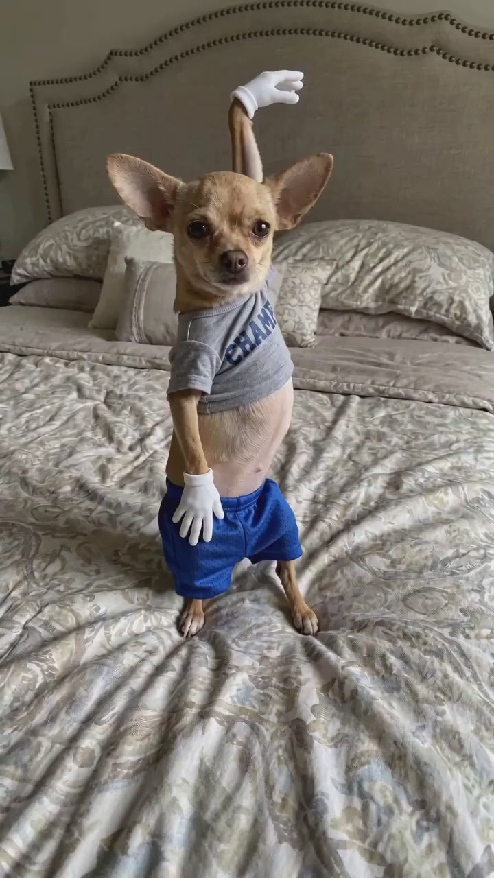 You Can't Touch This Dancing Pet