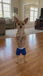 Turn Your Pet Into a Boxing Champ!